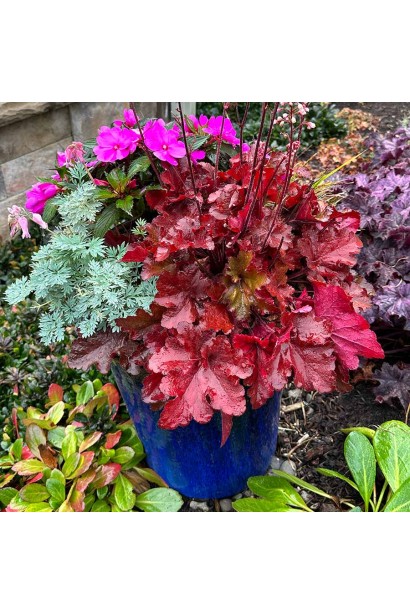 Гейхера гибридная Форевер Ред сочетание растений